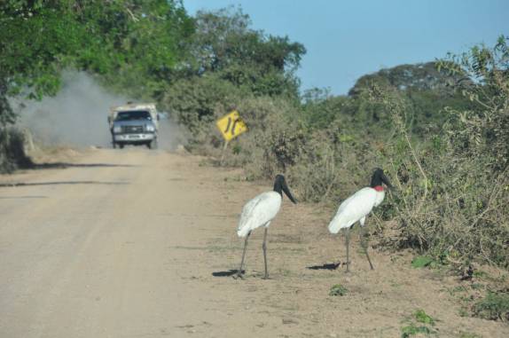 Tuiuius atravessam calmamente a rodovia Transpantaneira, entre Poconé e Porto Jofre, no Mato Grosso